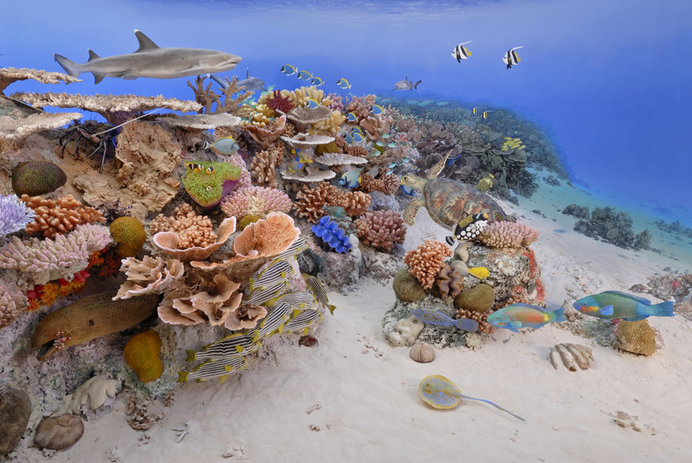 Vai alla pagina Sala 12: Ecosistemi marini e isole tropicali