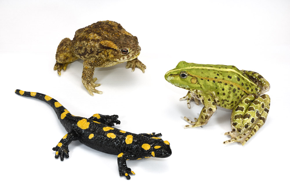 Il Laboratorio di Tassidermia