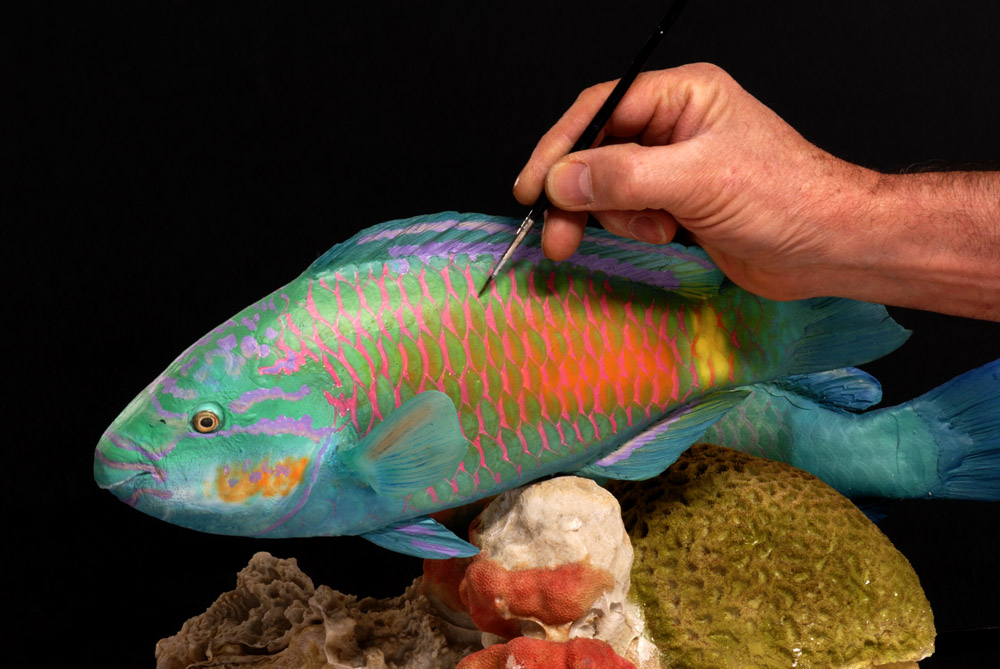 Il Laboratorio di Tassidermia