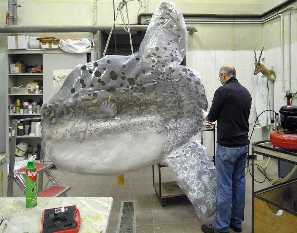 Il Laboratorio di Tassidermia