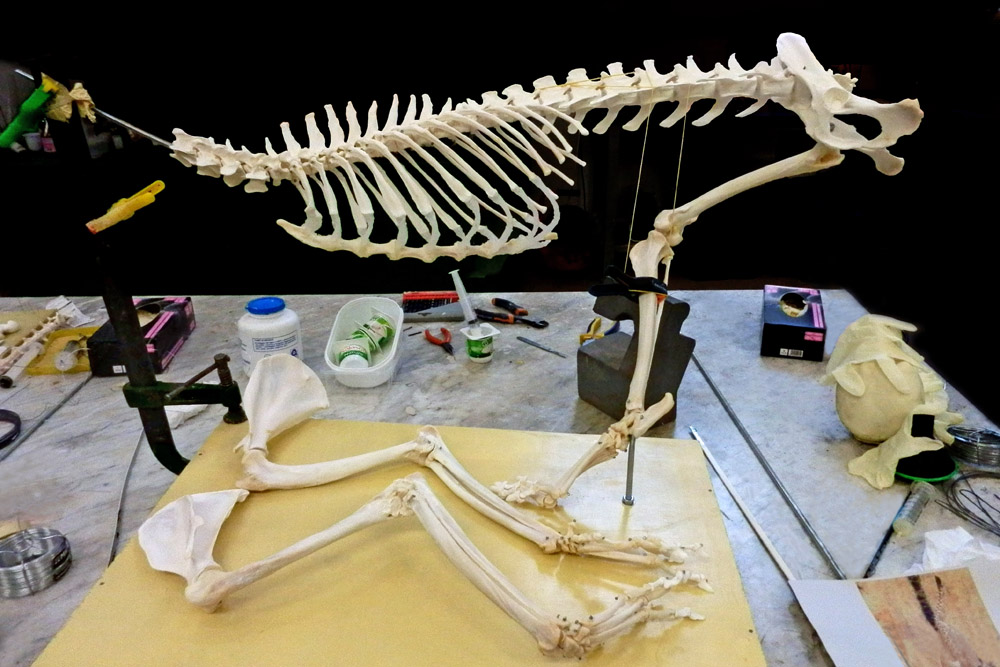 Il Laboratorio di Tassidermia
