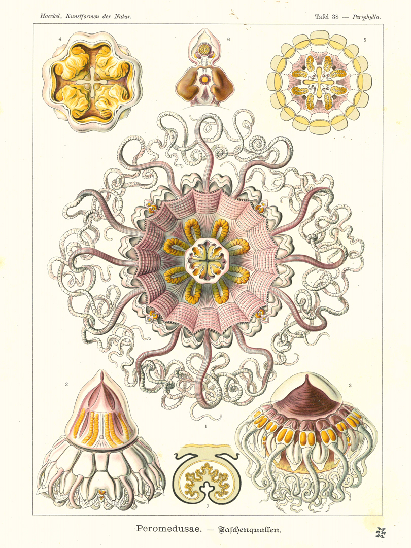 Ernst Haeckel, Tav. 38 Periphylla. Da E. Haeckel, Kunstformen der Natur. Leipzig; Wien  Bibliographisches Institut, 1899-1904