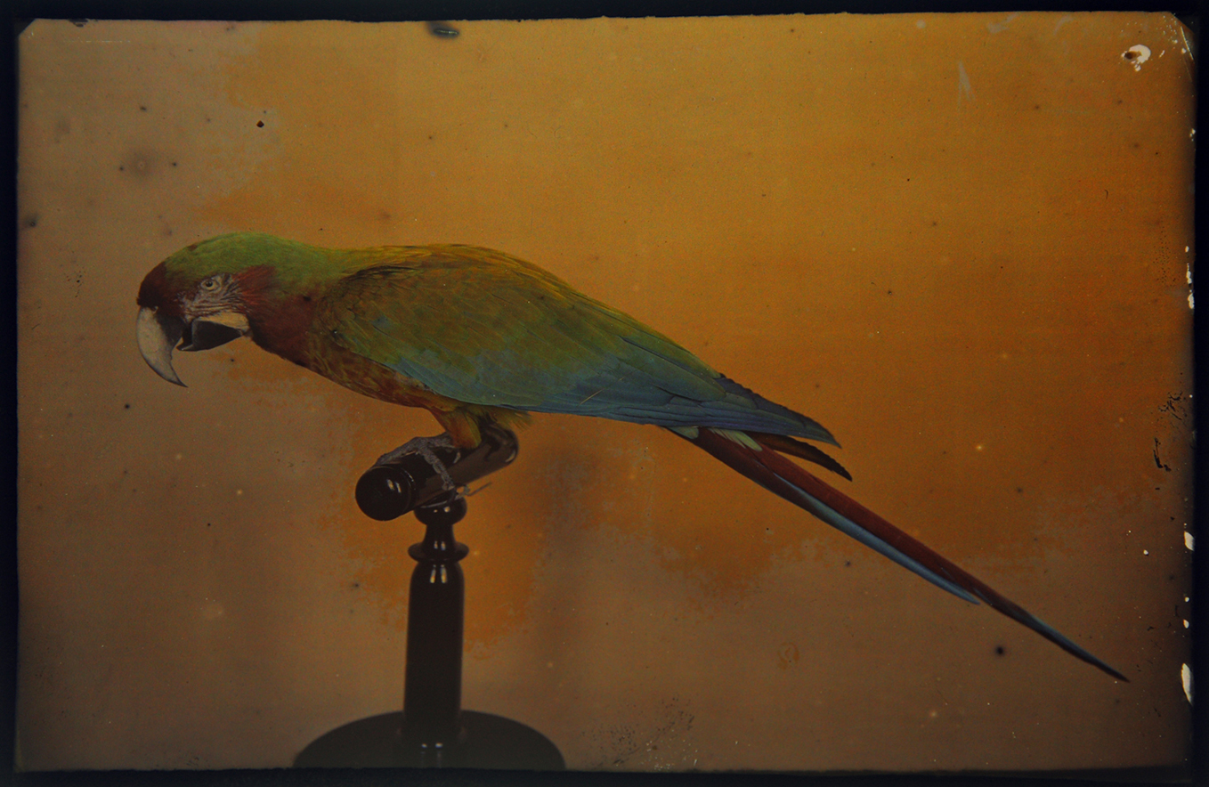 G. Martorelli, Ara Shamrock. Fondo fotografico ex-Moltoni, 1908 o 1909. Autochrome (13 x 18 cm)