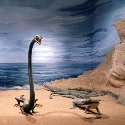 Vai alla pagina Besano, Paleobotanica e Invertebrati fossili