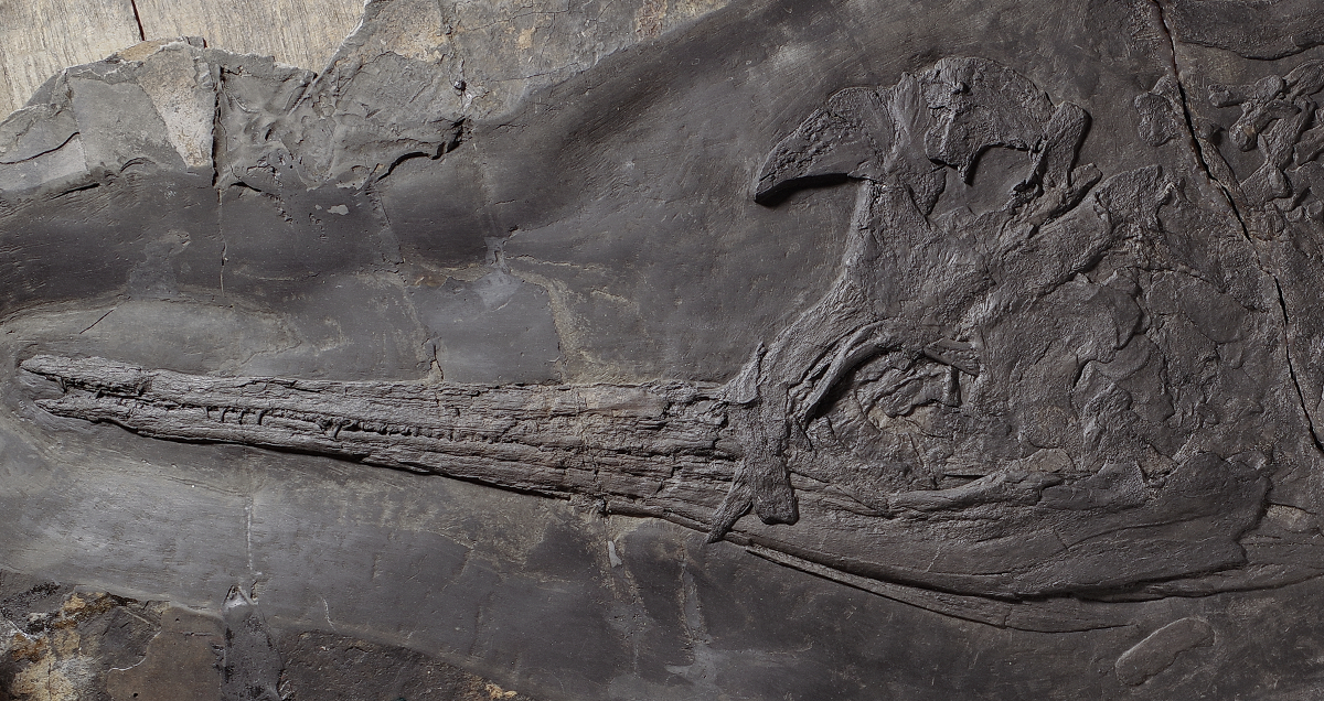 Besanosaurus leptorhynchus, particolare del cranio (foto G. Bindellini)