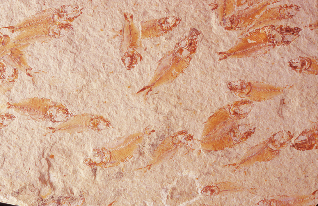 Moria di pesci, Cretacico del Libano