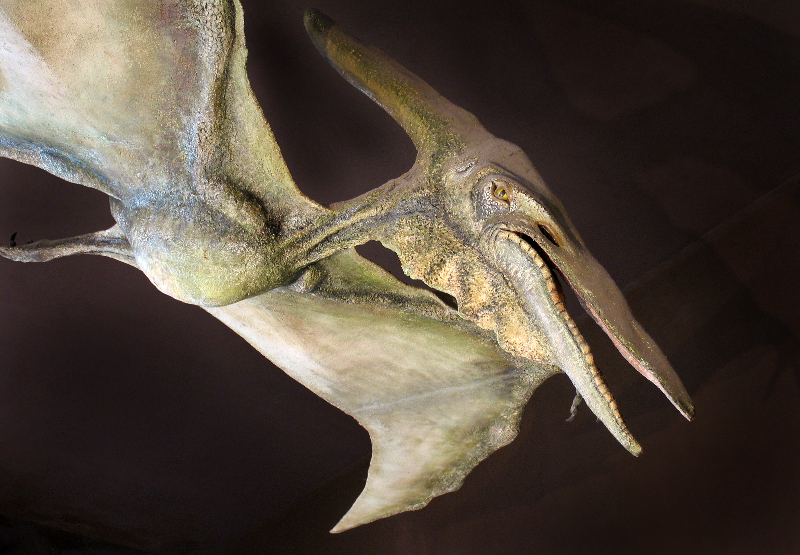 Modello artistico di uno Pteranodonte (opera L. Menghi)