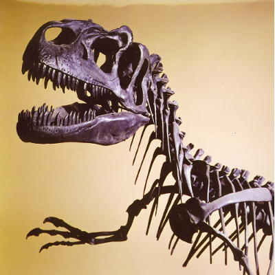 Paleontologia dei Vertebrati (Sale 6-7-8)