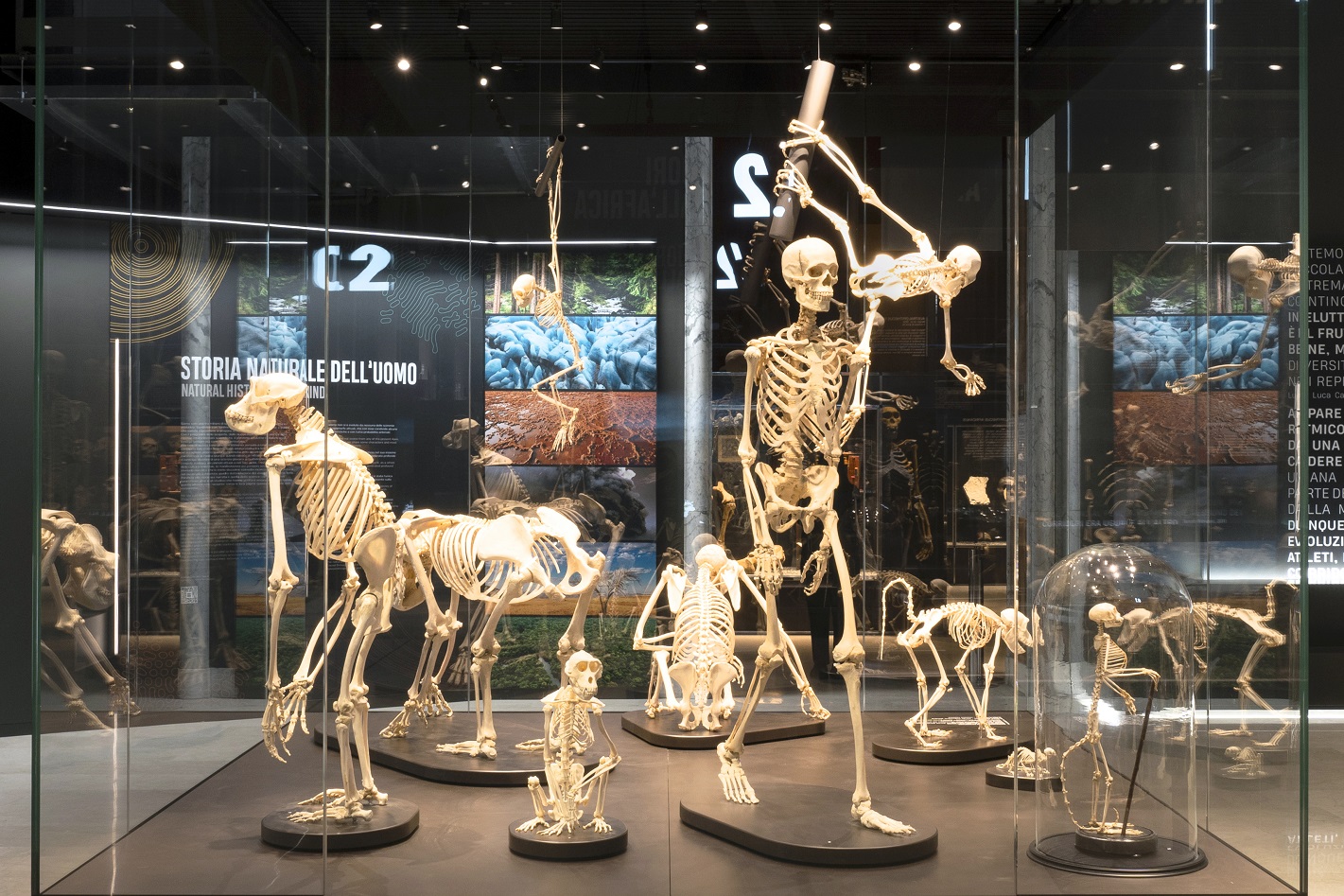 Focus controcampo della Torre scenica con scheletri di primati attuali. Courtesy of MIGLIORE+SERVETTO