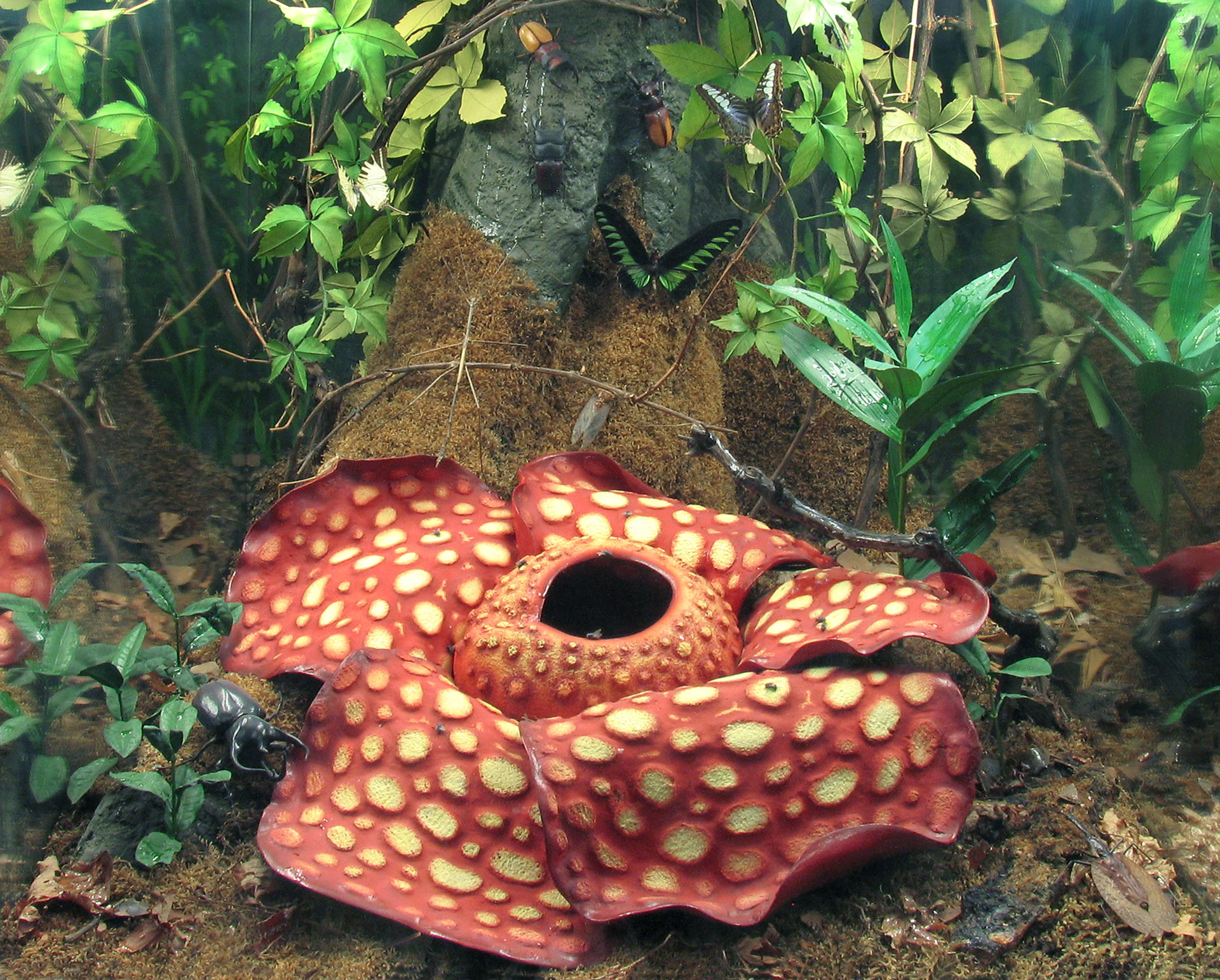 Fiore della Rafflesia arnoldii, pianta parassita priva di foglie (dettaglio diorama della foresta asiatica)