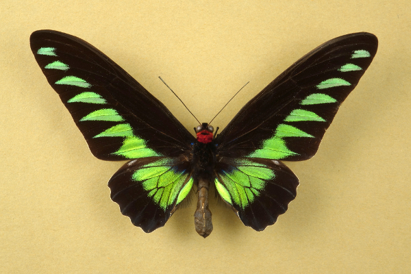 Trogonoptera brookiana