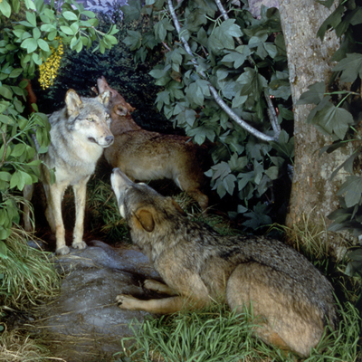 Parchi e riserve naturali d\'Italia (Sale 21 22 e 23)