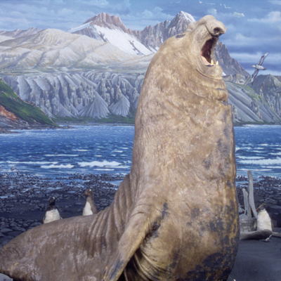 Ambienti artici e antartici, mammiferi marini (Sala 18)