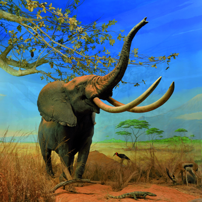 Savane, praterie, deserti (Sale 19 e 20)