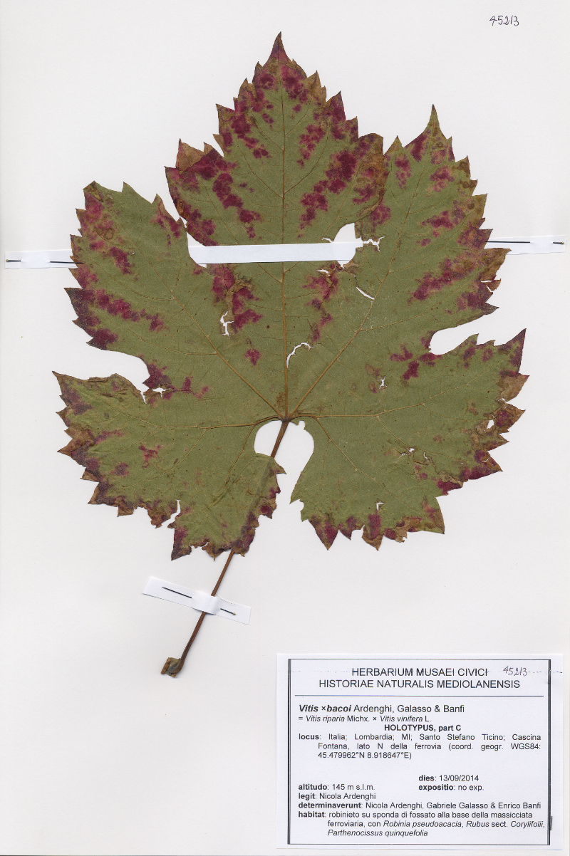 Vai alla pagina L&rsquo;Erbario