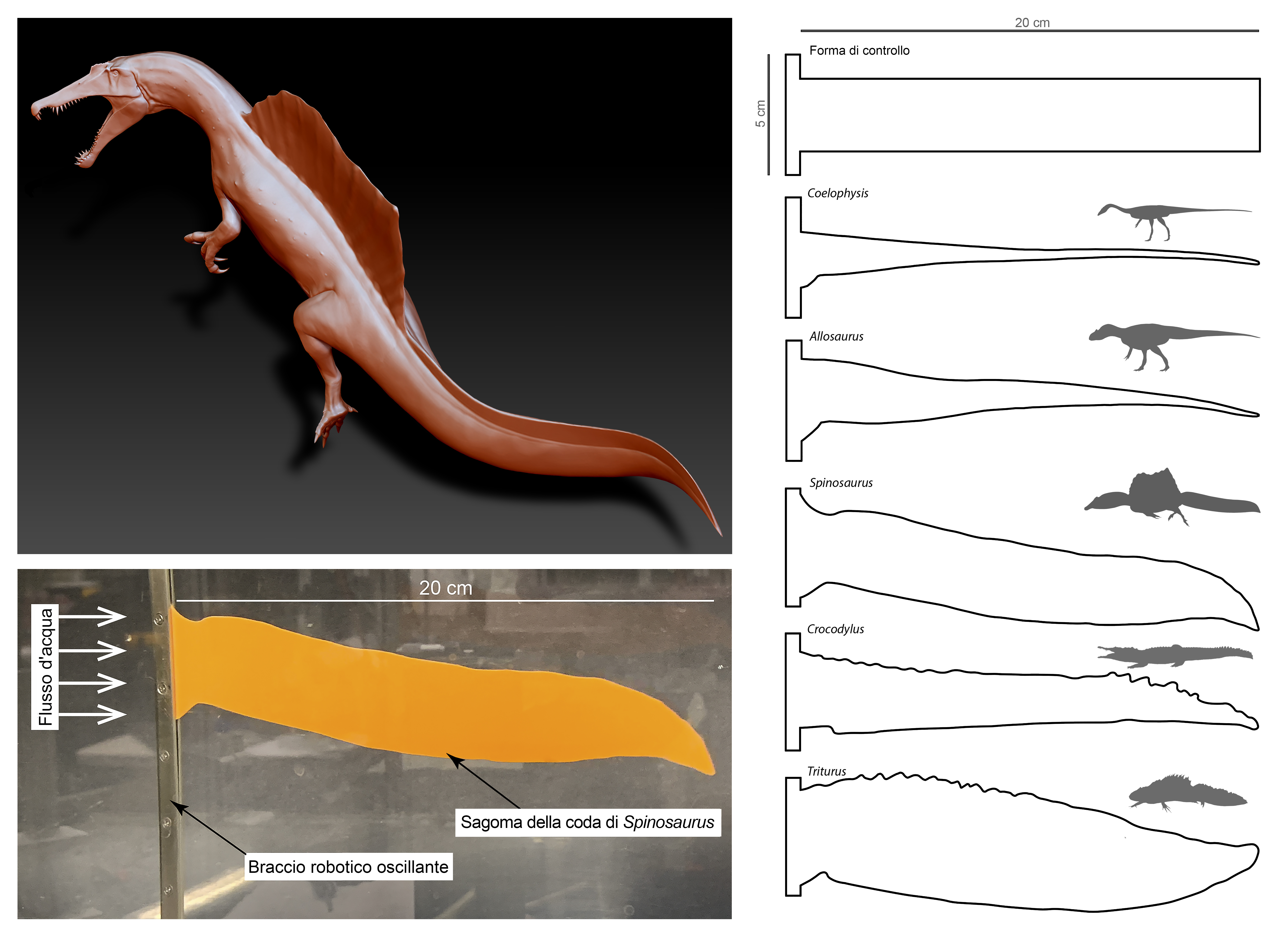 Il nuovo look di Spinosaurus e i test sulla efficienza propulsiva di una sagoma della coda, immersa in un flusso d’acqua. A destra: prove fatte con code di altre specie. (Davide Bonadonna, Stephanie Pierce)