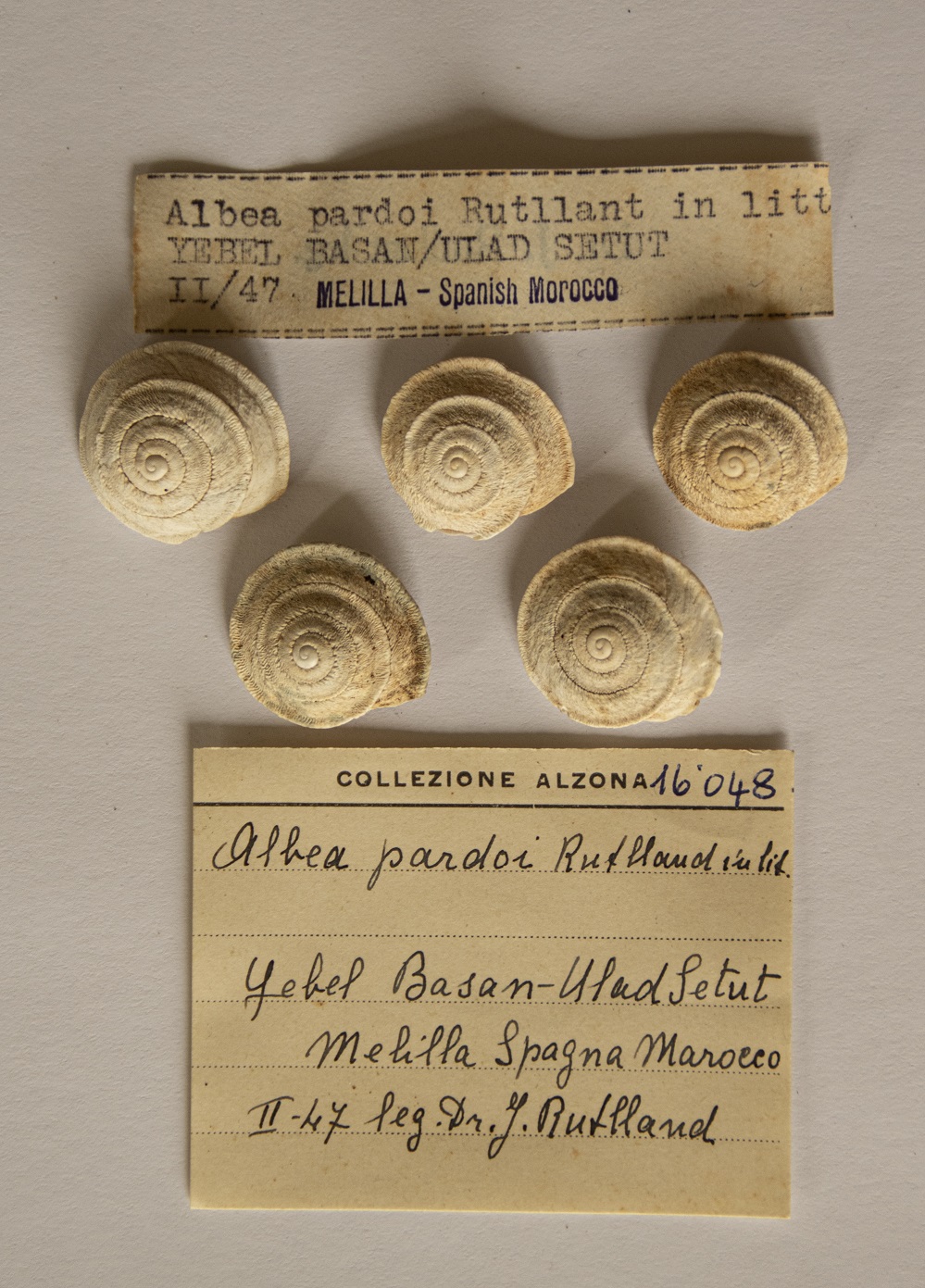 Cinque esemplari di Albea pardoi, donati da Ruttlant ad Alzona. Foto: Gloria Longhi