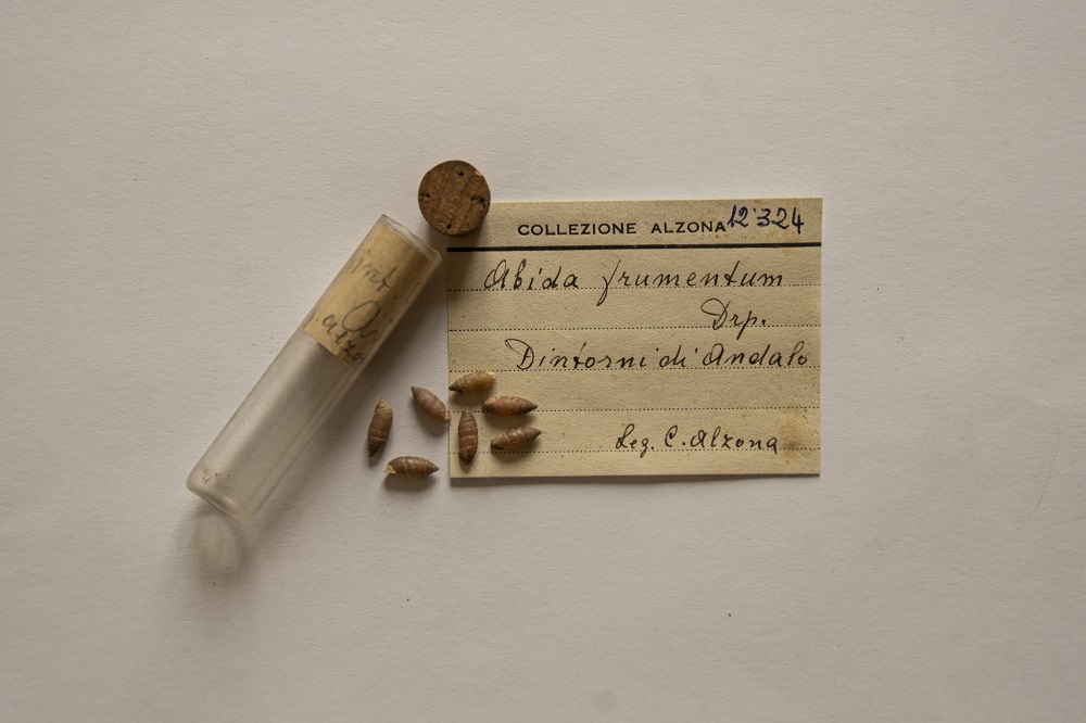 Sette esemplari di Abida frumentum dalla Collezione Alzona. Foto: Gloria Longhi