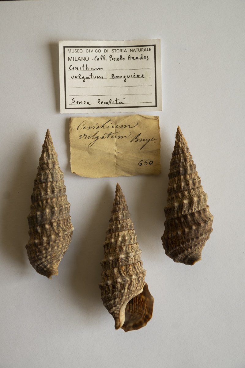 Tre esemplari dalla Collezione Aradas di Cerithium vulgatum con l’etichetta originale. Foto: Gloria Longhi