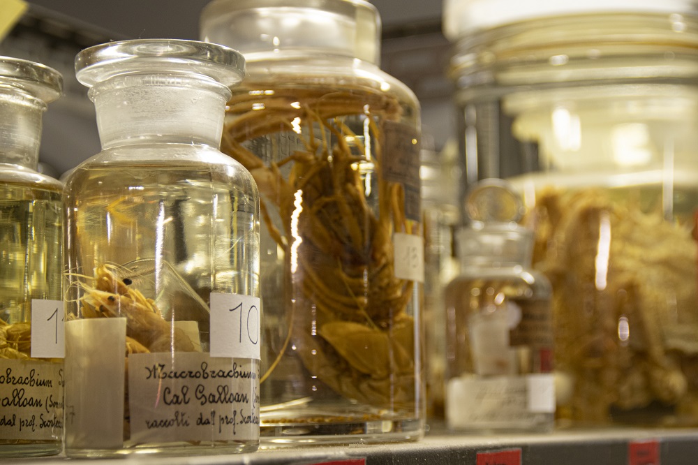 Vasi con esemplari conservati “in liquido” della Collezione carcinologica. Foto: Gloria Longhi