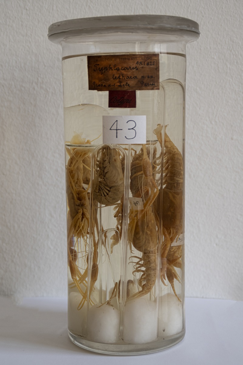 Vaso contenente i sintipi di Typhlocaris lethaea, descritti da Bruno Parisi. Foto: Gloria Longhi