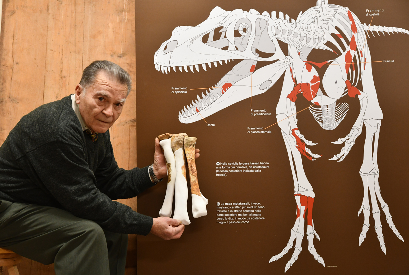 Angelo Zanella (scopritore del fossile) accanto ad una silhouette di Saltriovenator: in rosso le ossa recuperate, in bianco quelle mancanti. Il genere affine Ceratosaurus è stato usato per ricostruire le parti mancanti dello scheletro. Disegno di Marco Auditore, foto di Gabriele Bindellini.