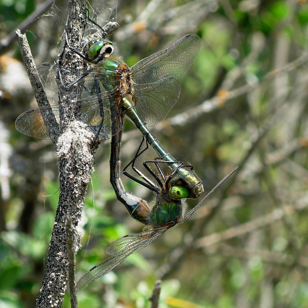 SEZIONE DI ENTOMOLOGIA: Libellule che scompaiono