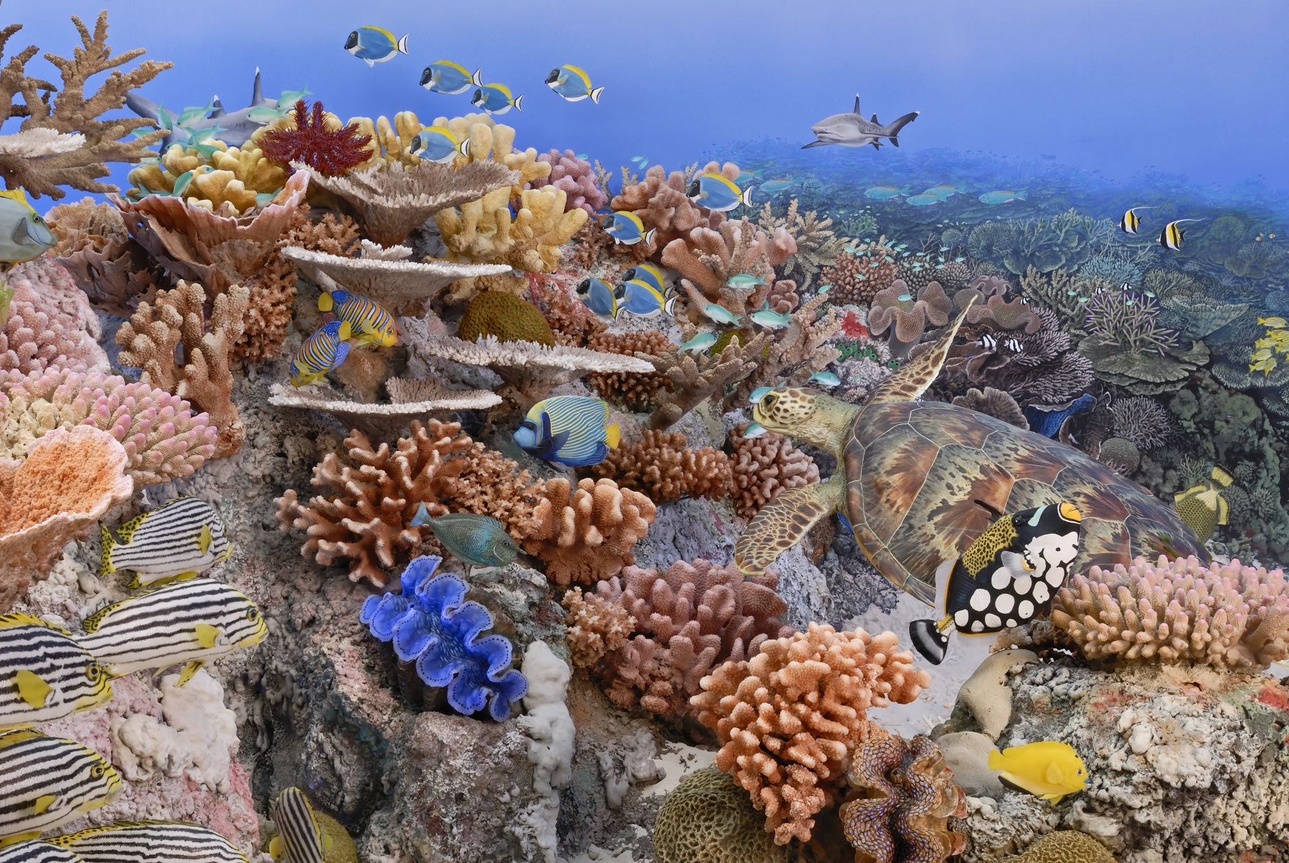 ZOOLOGIA DEI VERTEBRATI: L’innalzamento delle temperature marine e il fenomeno dello sbiancamento dei coralli