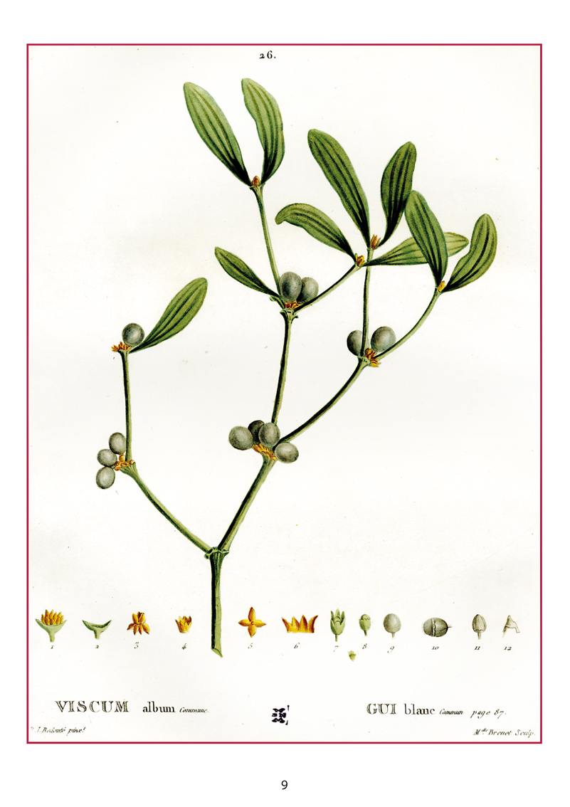 Natale 2018 Viscum album commune. In: Henri Louis Duhamel du Monceau, Traité des arbres et arbustes que l’on cultive en France en pleine terre, Vol. 1 (2. éd., Paris, 1800)