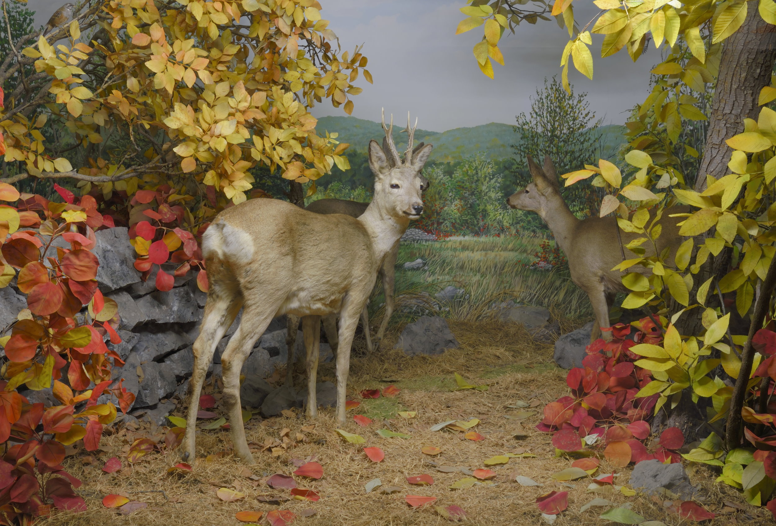 Vai alla pagina I colori autunnali delle foglie