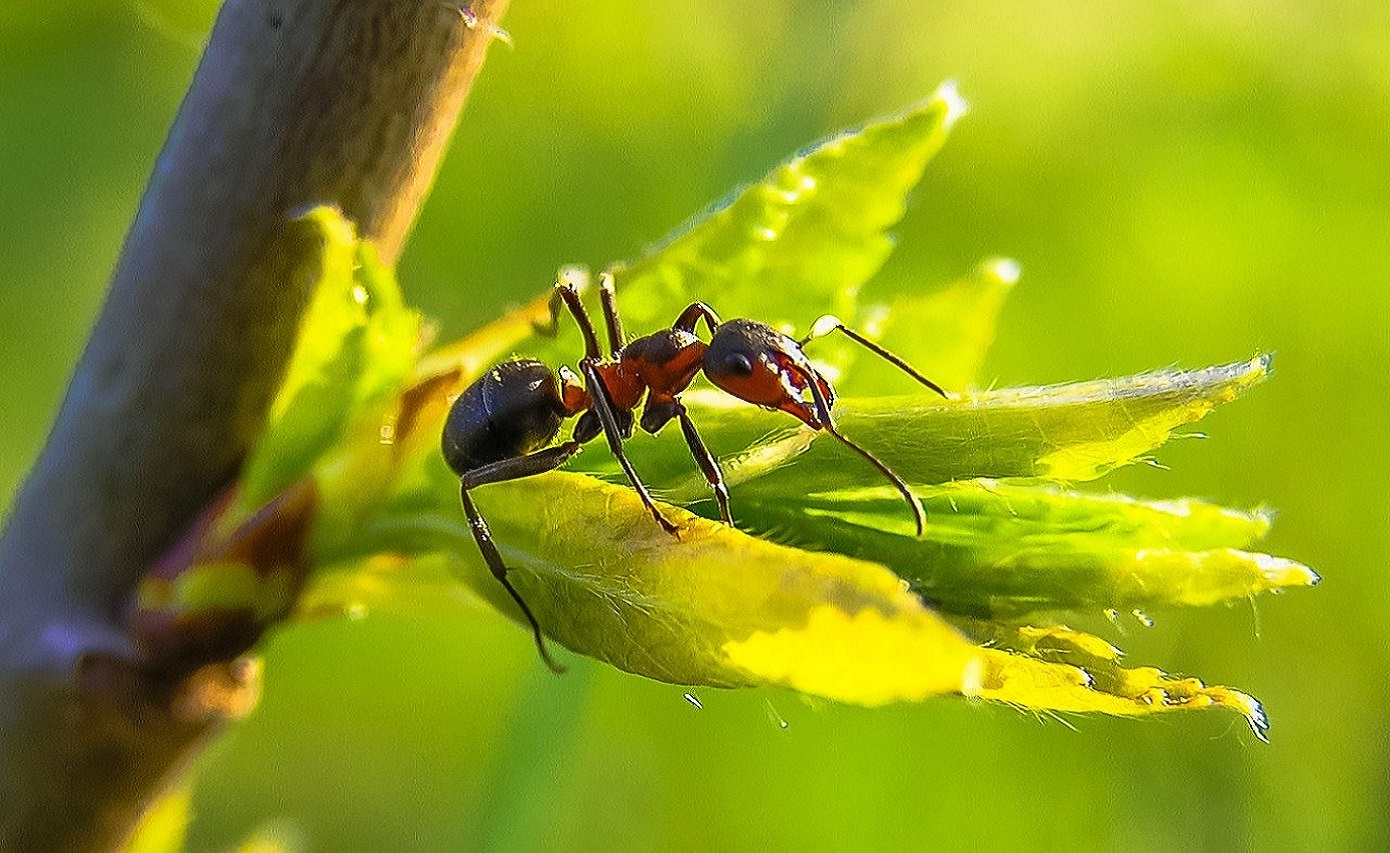 Dalle formiche ai bambini: un viaggio nell’evoluzione del comportamento animale e umano