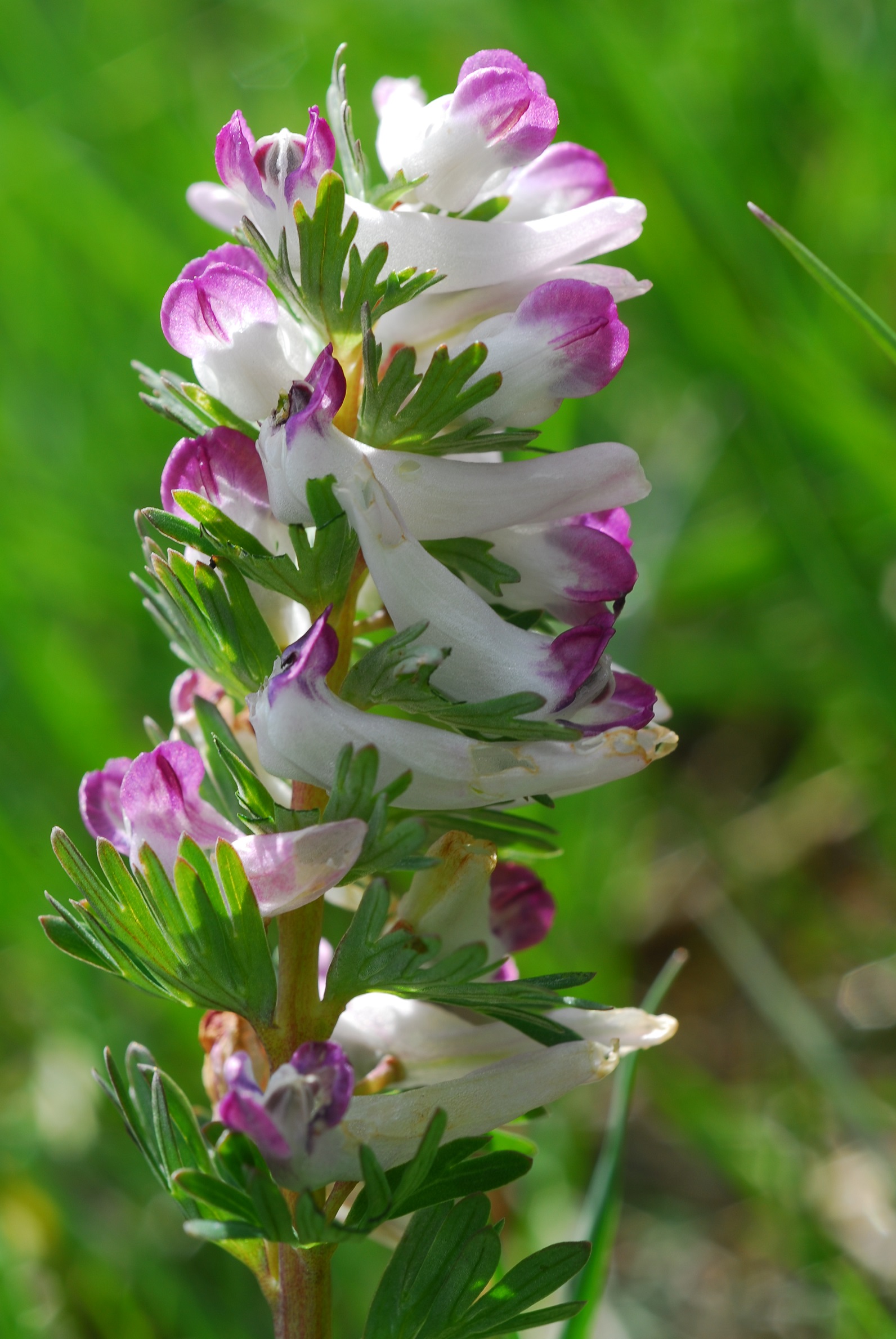 DIECIMILA23. Al museo la presentazione del nuovo inventario della flora spontanea italiana
