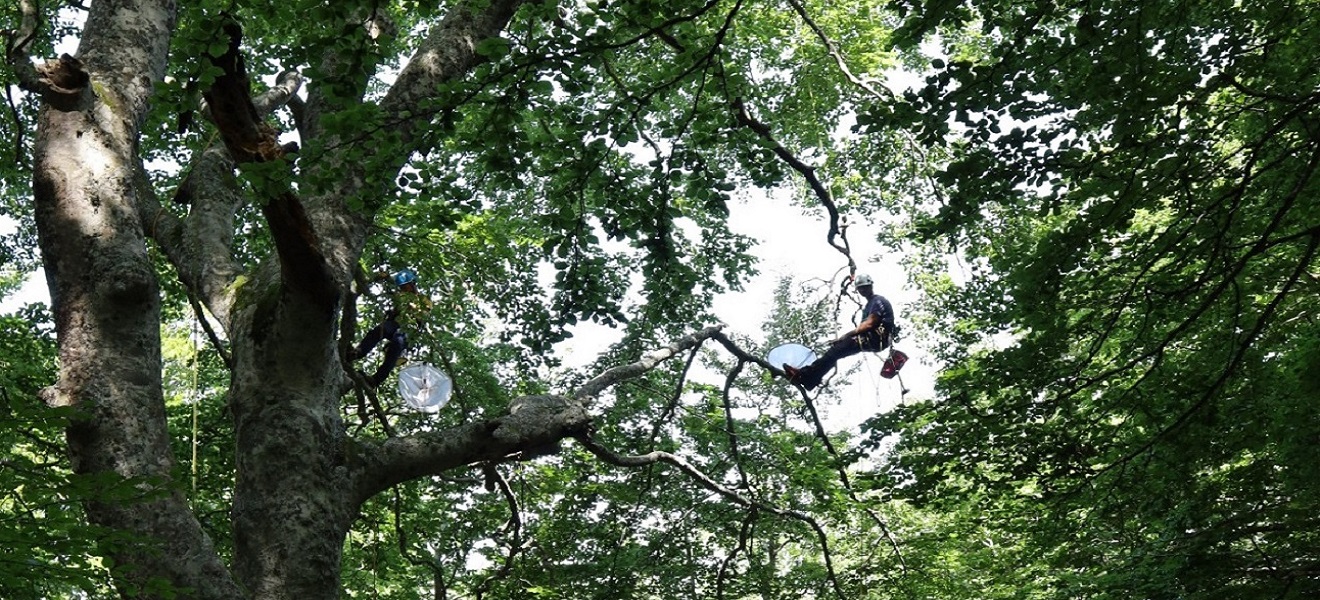 Biodiversità associata agli alberi in ambiente urbano: ricerca, applicazioni e risvolti gestionali