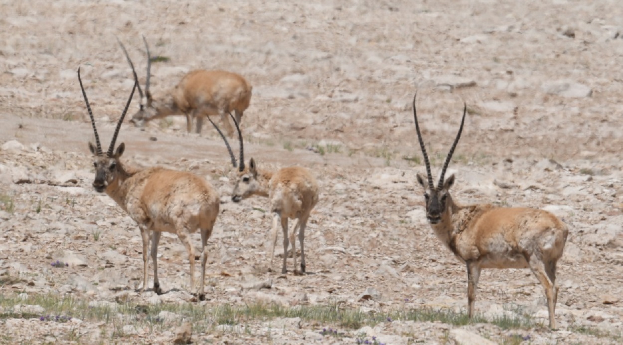 Sulle tracce di animali straordinari