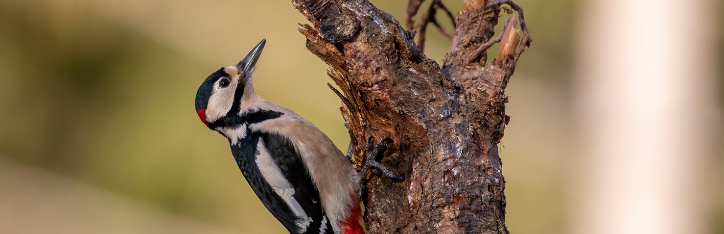 Carvignone, far rinascere la biodiversità