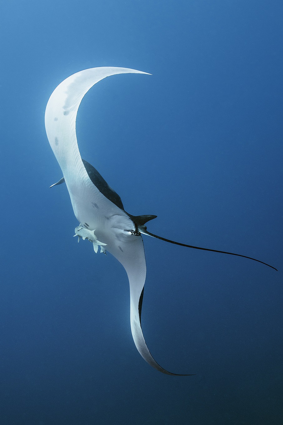 The Living Sea - Underwater Photography by Hussain Aga Khan