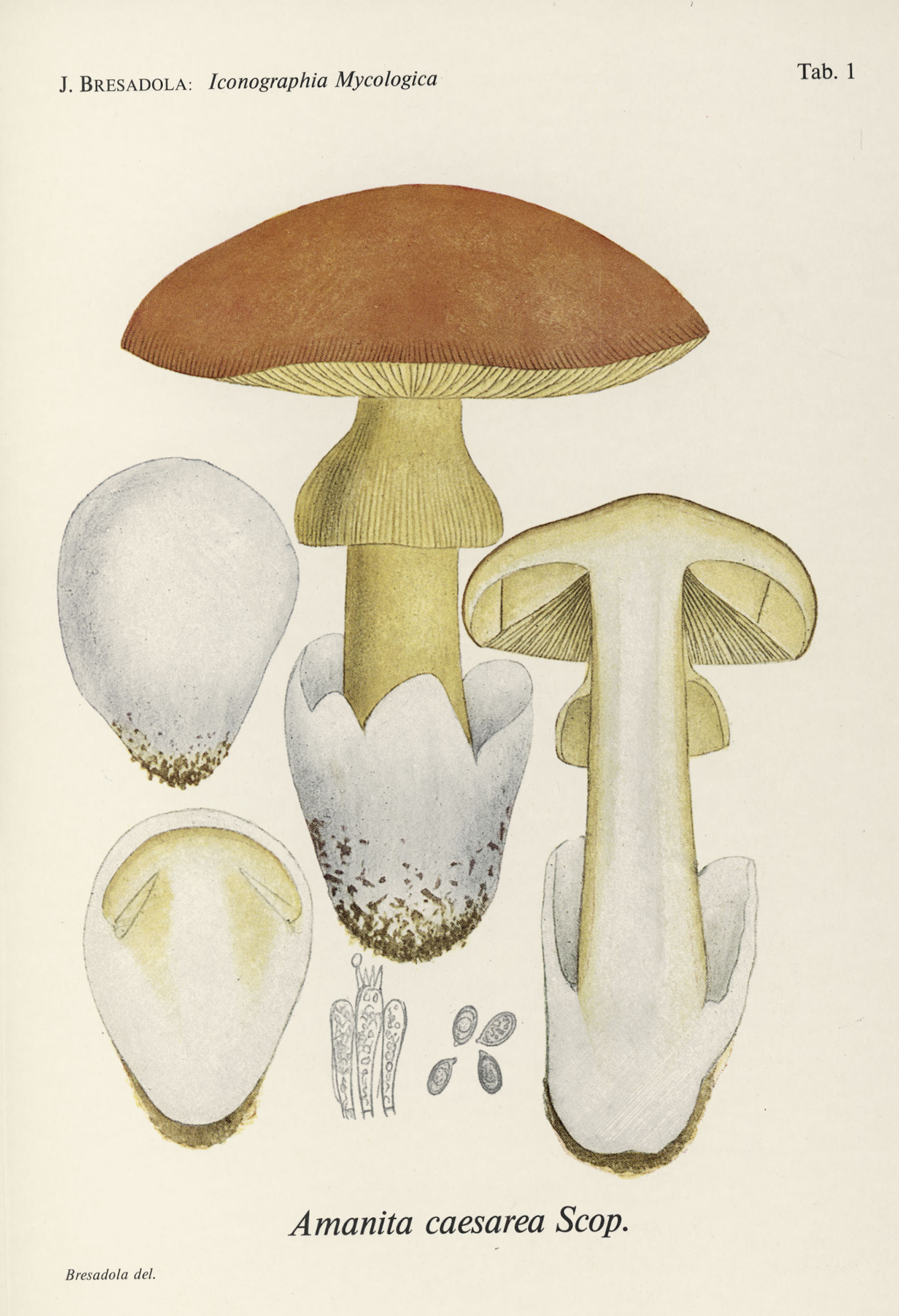 Funghi. Uno sguardo fra scienza e storia