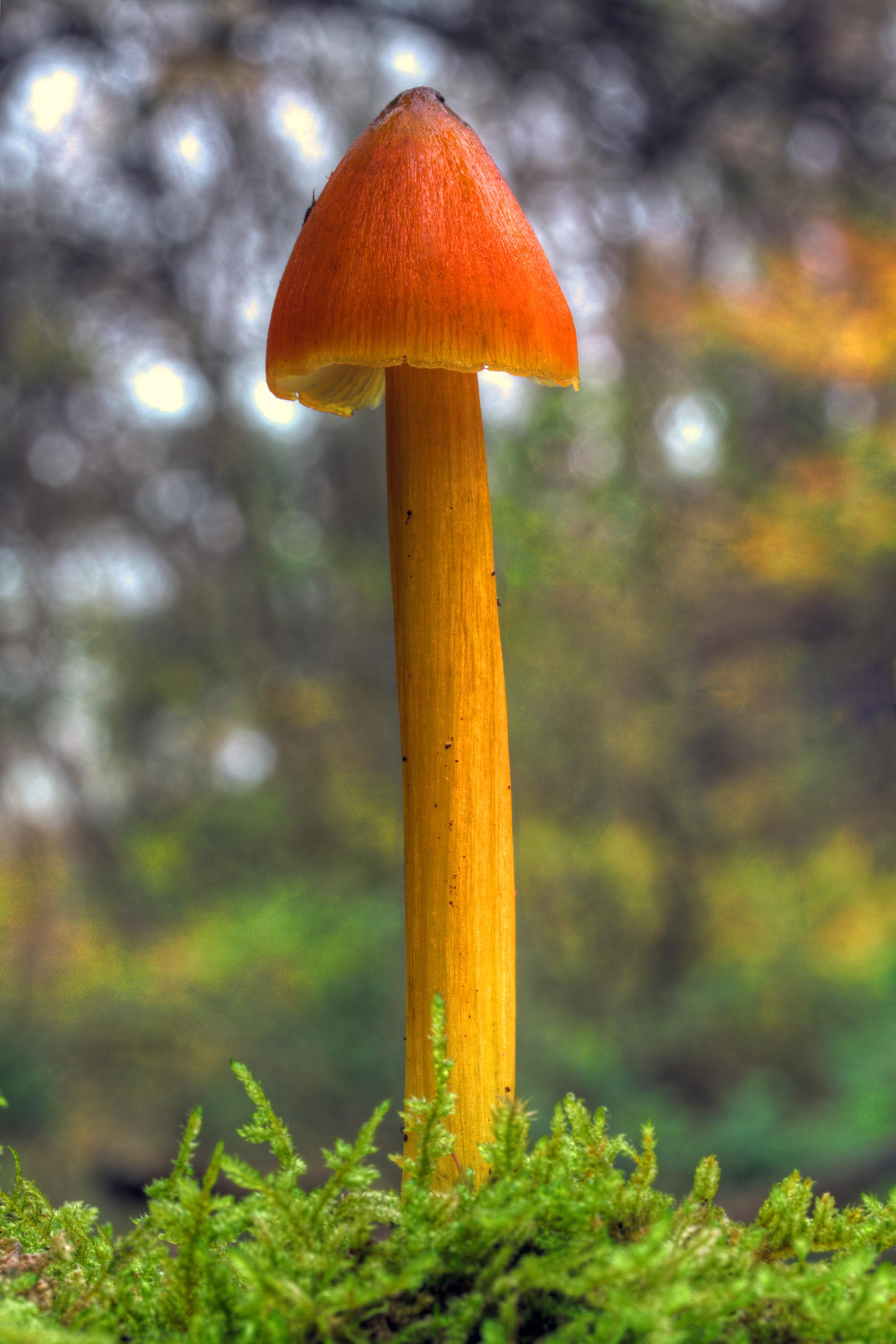 52° Mostra micologica e botanica