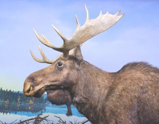 I preferiti delle famiglie