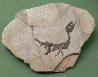 I preferiti delle famiglie