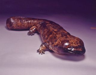 I preferiti delle famiglie