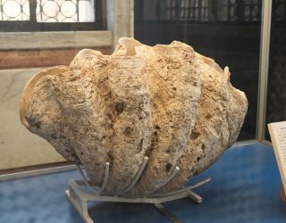 I preferiti delle famiglie