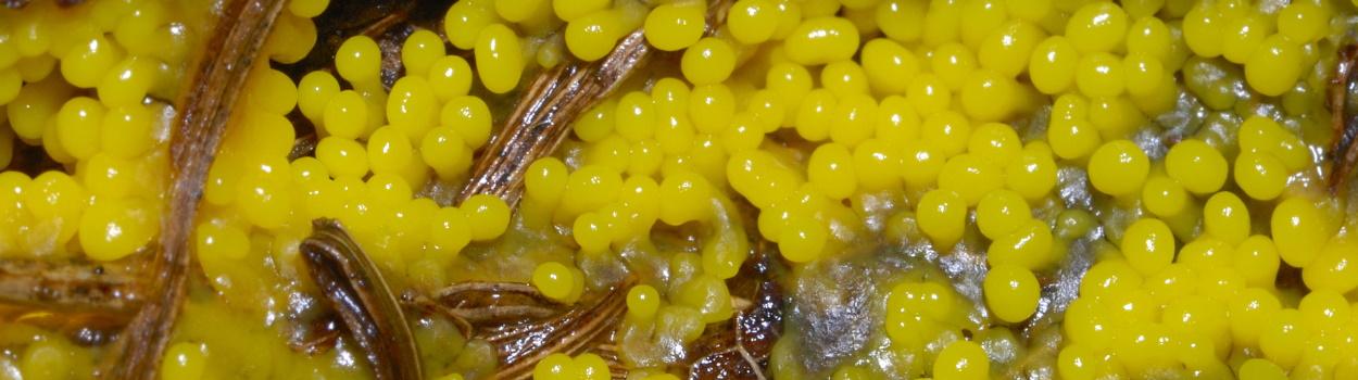 Alla scoperta dei mixomiceti: le muffe mucillaginose sono intelligenti?