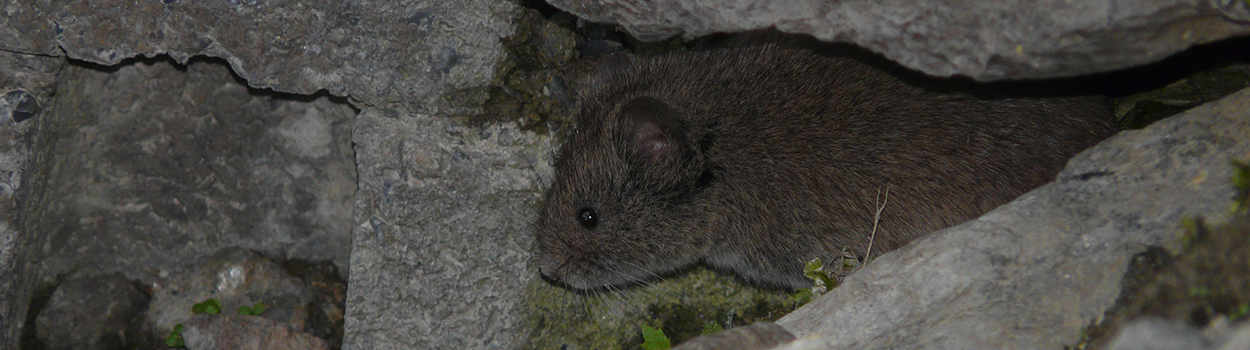 L’arvicola delle nevi: tre esperienze in Appennino
