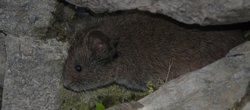 L’arvicola delle nevi: tre esperienze in Appennino
