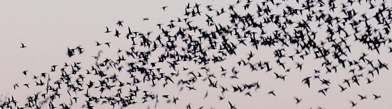 Migranti secondo natura