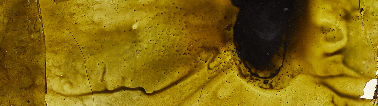 L&rsquo;erbario dei sogni