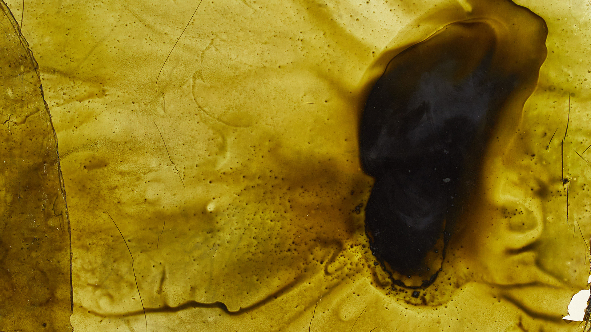 Vai alla pagina L&rsquo;erbario dei sogni