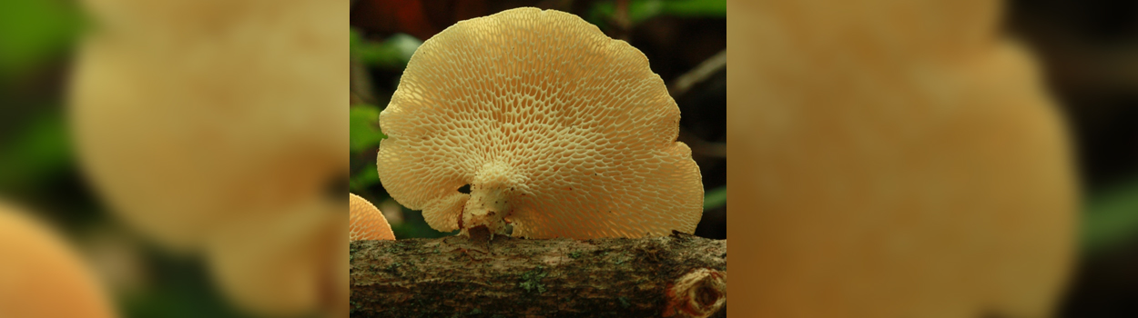 Itinerari naturalistici: funghi e dintorni