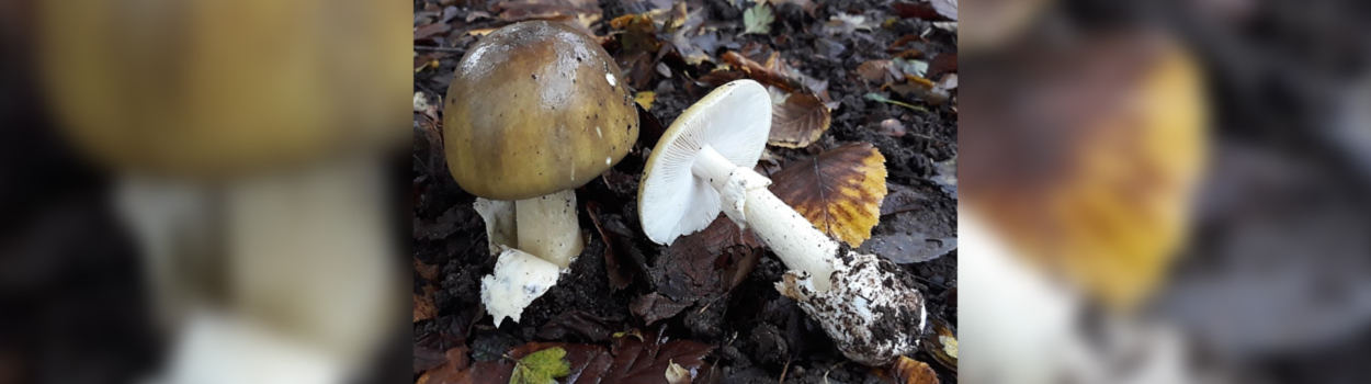 Itinerari naturalistici: funghi e dintorni